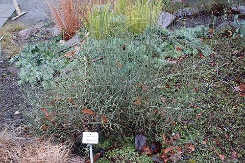 Ephedra breana